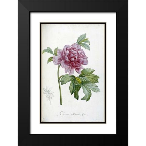 Engraving of a Peony Black Modern Wood Framed Art Print with Double Matting by Redoute, Pierre Joseph