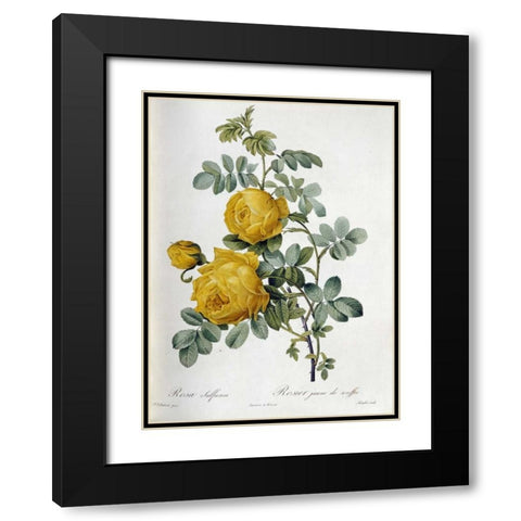 Rosa Sulfurea Black Modern Wood Framed Art Print with Double Matting by Redoute, Pierre Joseph