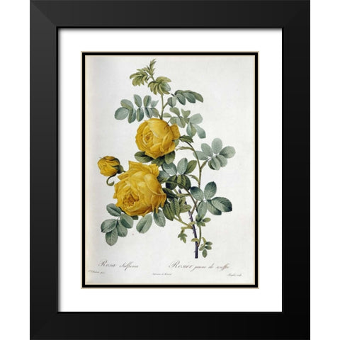 Rosa Sulfurea Black Modern Wood Framed Art Print with Double Matting by Redoute, Pierre Joseph