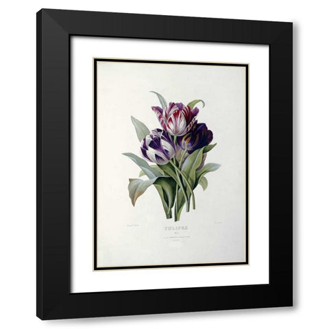 Tulips Black Modern Wood Framed Art Print with Double Matting by Redoute, Pierre Joseph
