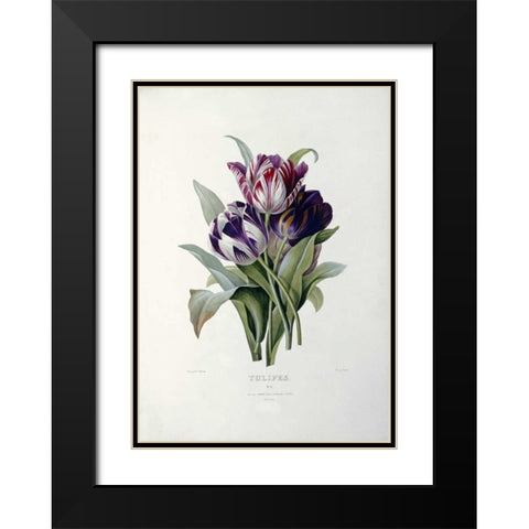 Tulips Black Modern Wood Framed Art Print with Double Matting by Redoute, Pierre Joseph