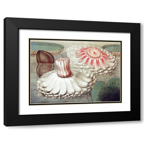 Victoria Regia Black Modern Wood Framed Art Print with Double Matting by Sharp, William