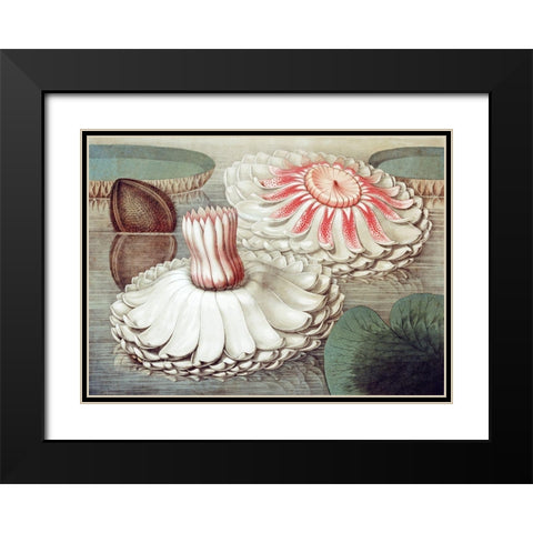 Victoria Regia Black Modern Wood Framed Art Print with Double Matting by Sharp, William