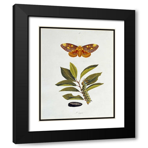 The Natural History of The Rarer Lepidopterous Insects of Georgia 1794 Black Modern Wood Framed Art Print with Double Matting by Abbot, John