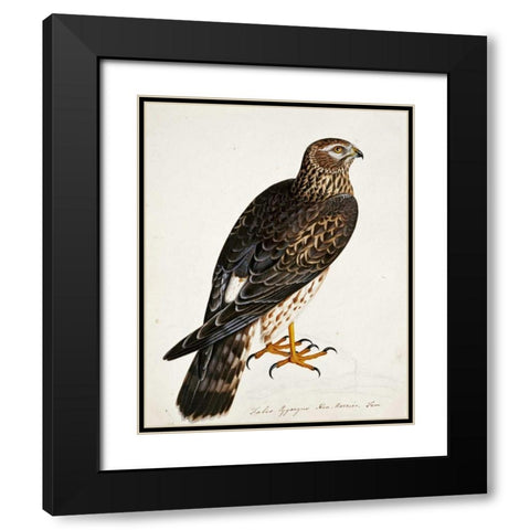 Falco Pygargus, Hen-Harrier, Fem Black Modern Wood Framed Art Print with Double Matting by Atkinson, Rev. Christopher