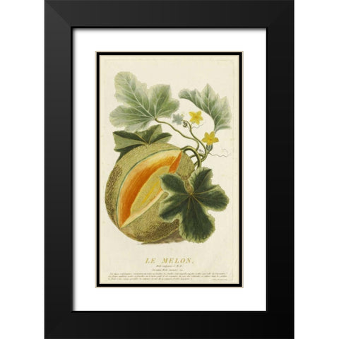 Melo Vulgaris Black Modern Wood Framed Art Print with Double Matting by Aubry, Jean