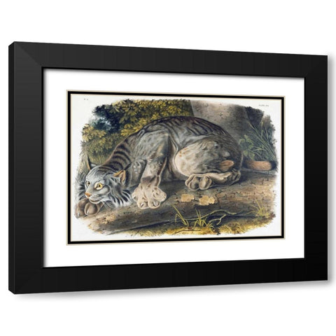 Canada Lynx Black Modern Wood Framed Art Print with Double Matting by Audubon, John James
