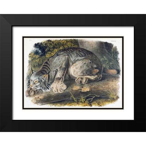 Canada Lynx Black Modern Wood Framed Art Print with Double Matting by Audubon, John James