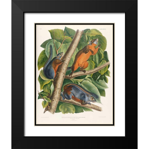 Red-Bellied Squirrel Black Modern Wood Framed Art Print with Double Matting by Audubon, John James
