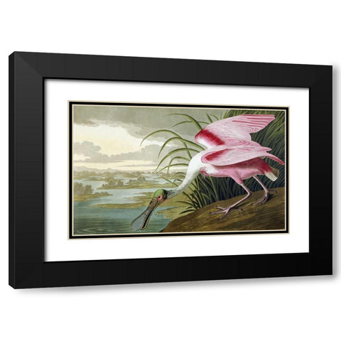 Roseate Spoonbill Black Modern Wood Framed Art Print with Double Matting by Audubon, John James