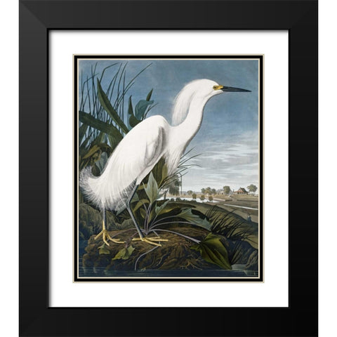 Snowy Heron Black Modern Wood Framed Art Print with Double Matting by Audubon, John James