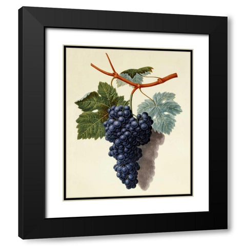 Black Muscadine Grapes Black Modern Wood Framed Art Print with Double Matting by Brookshaw, George