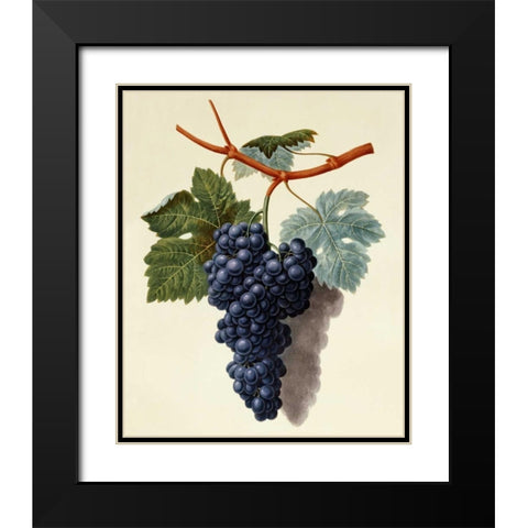 Black Muscadine Grapes Black Modern Wood Framed Art Print with Double Matting by Brookshaw, George