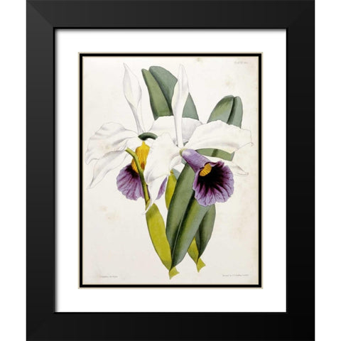 Lily Black Modern Wood Framed Art Print with Double Matting by Curtis, William