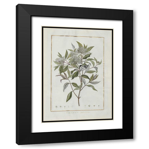 Cornus Black Modern Wood Framed Art Print with Double Matting by Lheritier De Brutelle, Charles-Louis