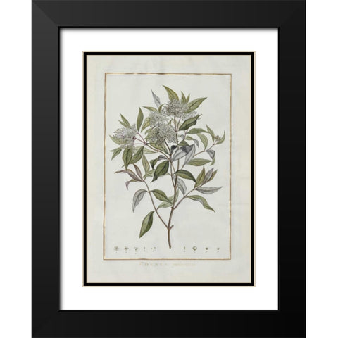 Cornus Black Modern Wood Framed Art Print with Double Matting by Lheritier De Brutelle, Charles-Louis