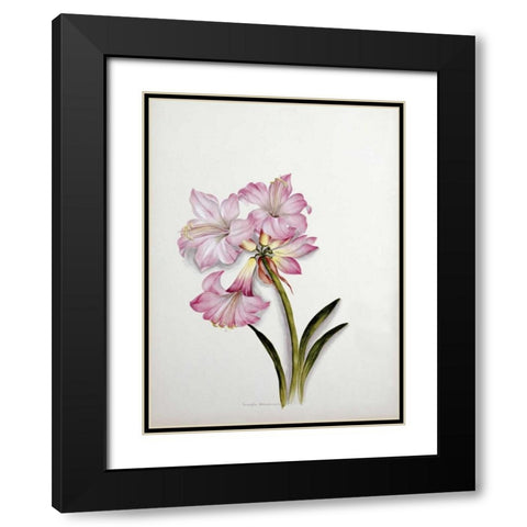 Amaryllis Belladonna Black Modern Wood Framed Art Print with Double Matting by Dixie, Ethel May