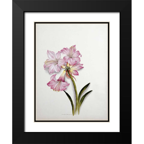 Amaryllis Belladonna Black Modern Wood Framed Art Print with Double Matting by Dixie, Ethel May