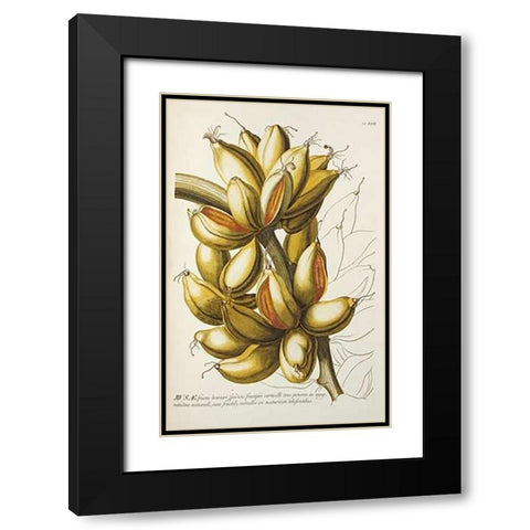Musae Black Modern Wood Framed Art Print with Double Matting by Ehret, Georg Dionysius