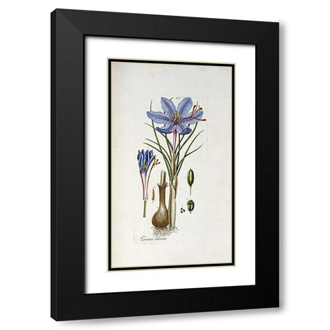 Crocus Sativus Black Modern Wood Framed Art Print with Double Matting by Happe, Andreas Friedrich