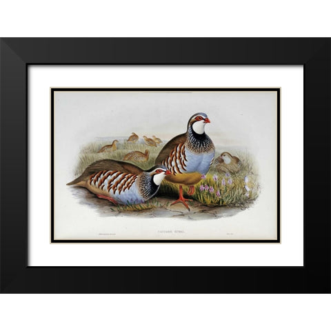 Red Legged Partridges Black Modern Wood Framed Art Print with Double Matting by Glover, John