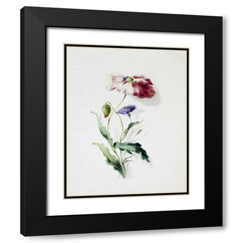 A Scarlet Poppy and a Cornflower Black Modern Wood Framed Art Print with Double Matting by Holland, Thomas