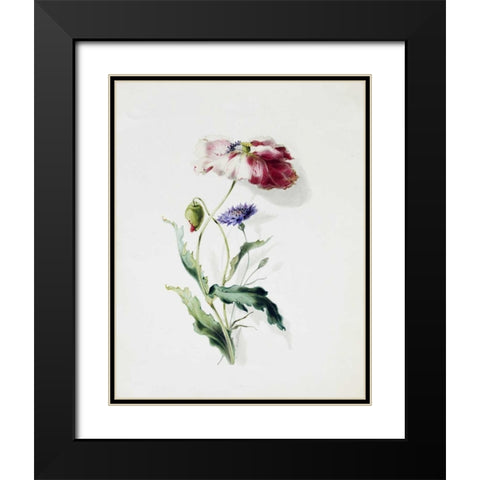 A Scarlet Poppy and a Cornflower Black Modern Wood Framed Art Print with Double Matting by Holland, Thomas
