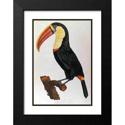 Le Toucan Black Modern Wood Framed Art Print with Double Matting by Le Vaillant, Francois