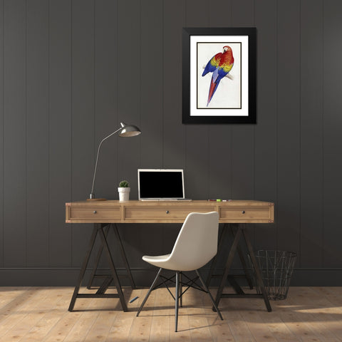 Red and Yellow Maccaw Black Modern Wood Framed Art Print with Double Matting by Lear, Edward