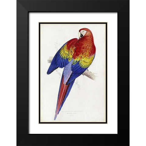 Red and Yellow Maccaw Black Modern Wood Framed Art Print with Double Matting by Lear, Edward