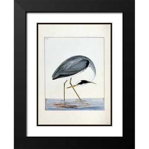 Heron Black Modern Wood Framed Art Print with Double Matting by Lewin, William