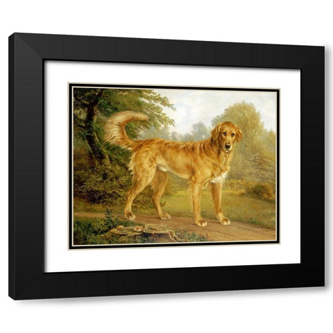 A Golden Retriever On a Path Black Modern Wood Framed Art Print with Double Matting by Lytzen, Niels Aagaard
