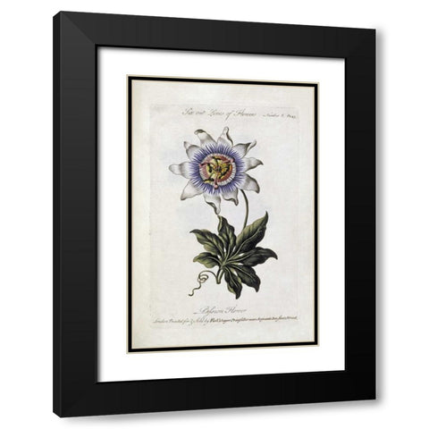 Passion Flower Black Modern Wood Framed Art Print with Double Matting by Parkinson, Thomas