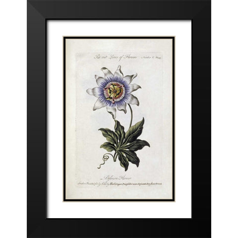 Passion Flower Black Modern Wood Framed Art Print with Double Matting by Parkinson, Thomas