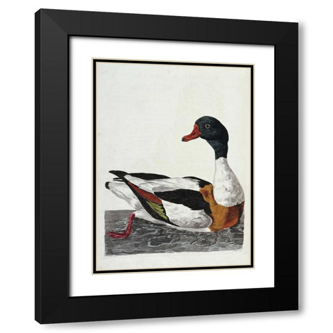 Hand Colored Engraving of a Duck Black Modern Wood Framed Art Print with Double Matting by Pennant, Thomas