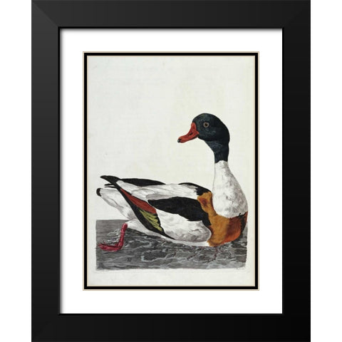 Hand Colored Engraving of a Duck Black Modern Wood Framed Art Print with Double Matting by Pennant, Thomas