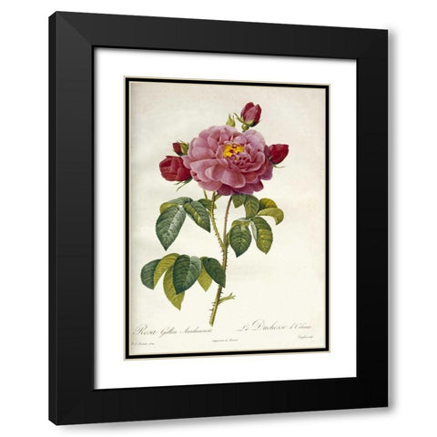 Les Duchess DOrleans Rose Black Modern Wood Framed Art Print with Double Matting by Redoute, Pierre Joseph