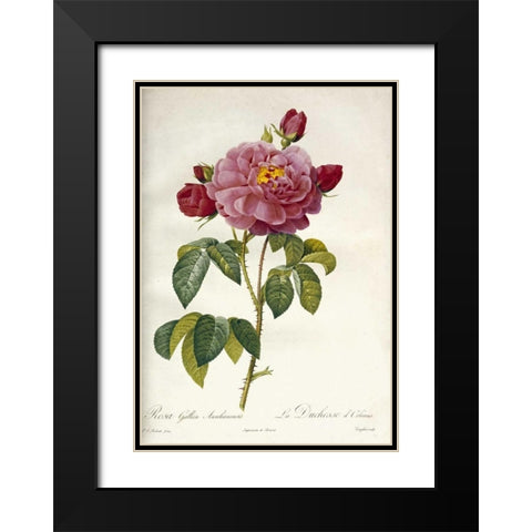 Les Duchess DOrleans Rose Black Modern Wood Framed Art Print with Double Matting by Redoute, Pierre Joseph