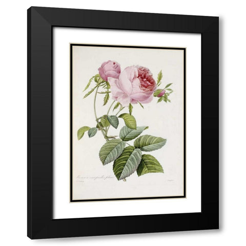 Rose Black Modern Wood Framed Art Print with Double Matting by Redoute, Pierre Joseph
