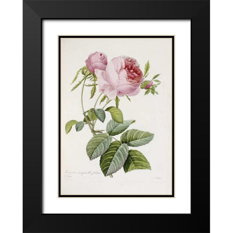 Rose Black Modern Wood Framed Art Print with Double Matting by Redoute, Pierre Joseph