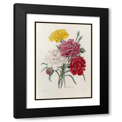 Carnations Black Modern Wood Framed Art Print with Double Matting by Redoute, Pierre Joseph