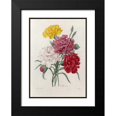 Carnations Black Modern Wood Framed Art Print with Double Matting by Redoute, Pierre Joseph