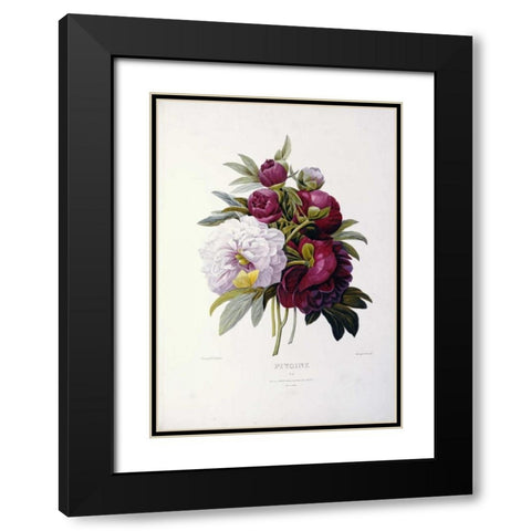 Peonies Black Modern Wood Framed Art Print with Double Matting by Redoute, Pierre Joseph