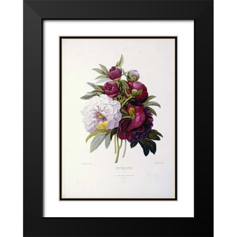 Peonies Black Modern Wood Framed Art Print with Double Matting by Redoute, Pierre Joseph