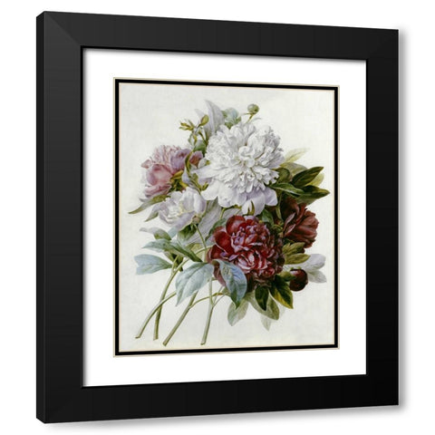 A Bouquet of Red, Pink and White Peonies Black Modern Wood Framed Art Print with Double Matting by Redoute, Pierre Joseph