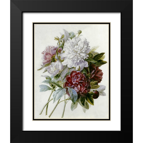 A Bouquet of Red, Pink and White Peonies Black Modern Wood Framed Art Print with Double Matting by Redoute, Pierre Joseph