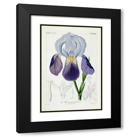 Bearded Iris Black Modern Wood Framed Art Print with Double Matting by Reichenbach, H.G.L.