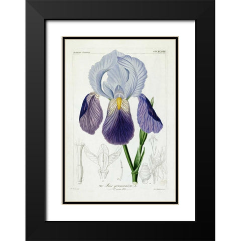 Bearded Iris Black Modern Wood Framed Art Print with Double Matting by Reichenbach, H.G.L.