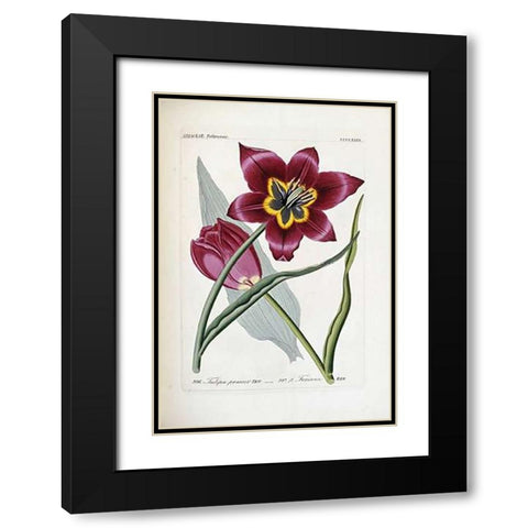 Tulipa Praecox Black Modern Wood Framed Art Print with Double Matting by Reichenbach, H.G.L.