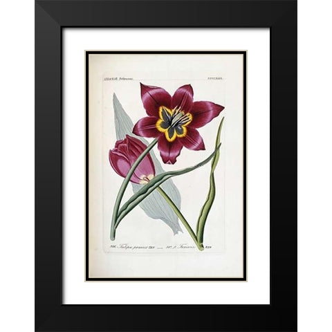 Tulipa Praecox Black Modern Wood Framed Art Print with Double Matting by Reichenbach, H.G.L.